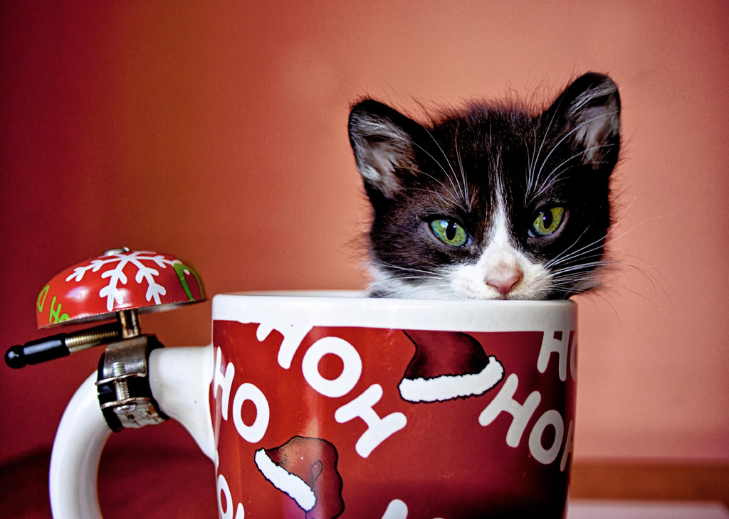 子猫カレンダー  ♡カップは僕のお気に入り♡